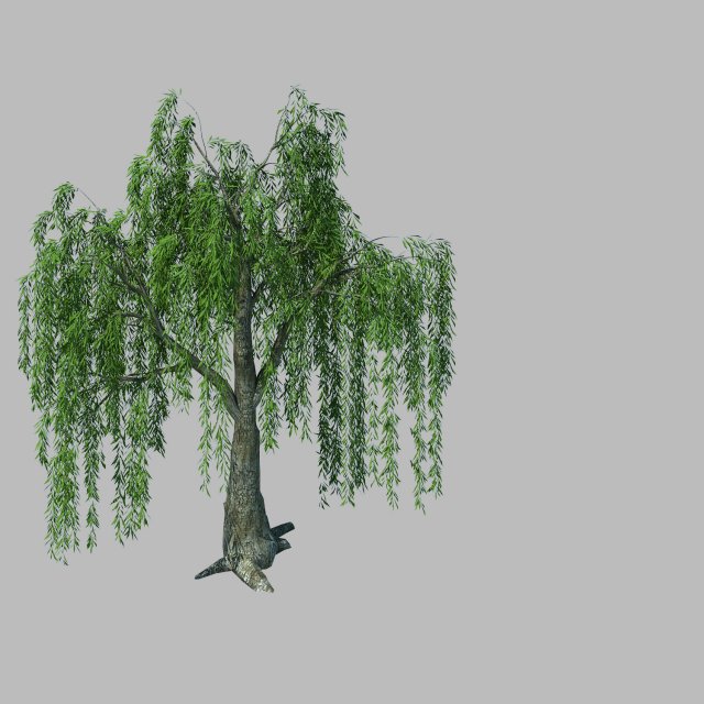 Plant – willow 1-1 3D Model