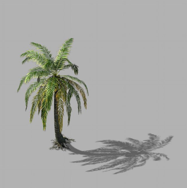 Huangguoshu Falls – coconut trees 04 3D Model