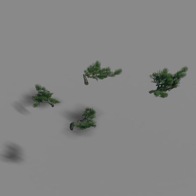 Acacia – pine – foliage 02 3D Model