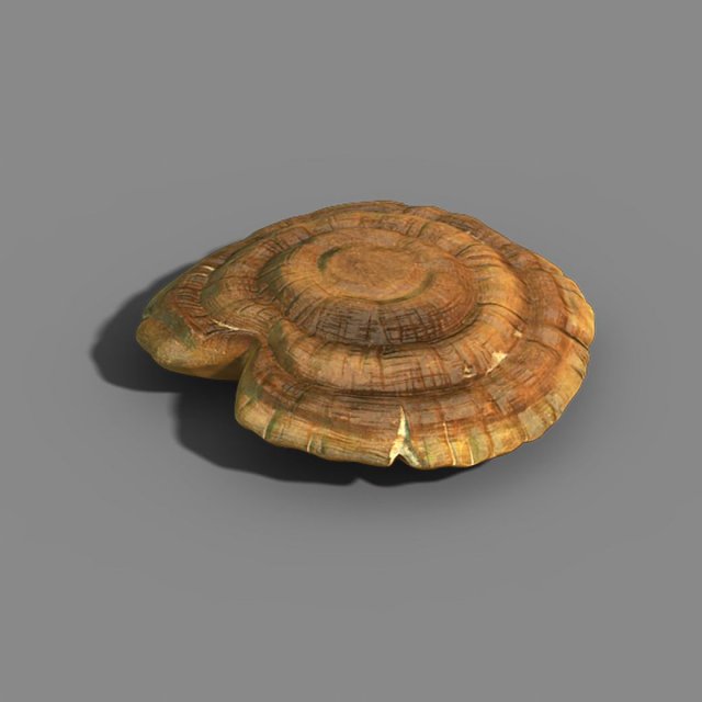 Hundred thousand mountains – Ganoderma lucidum 01 3D Model