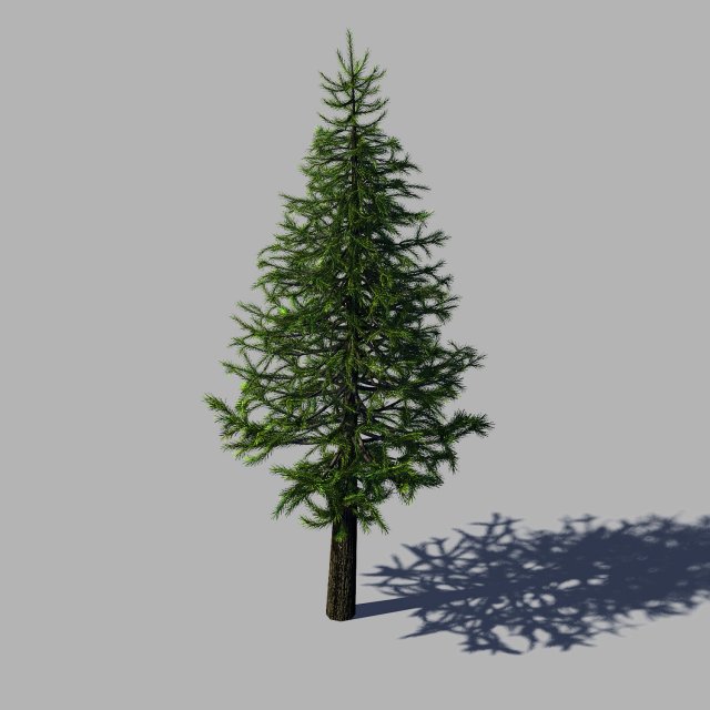 Woods – fir tree 01 3D Model