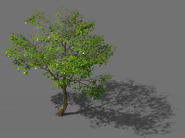 New Village – Landscape Tree 01 3D Model