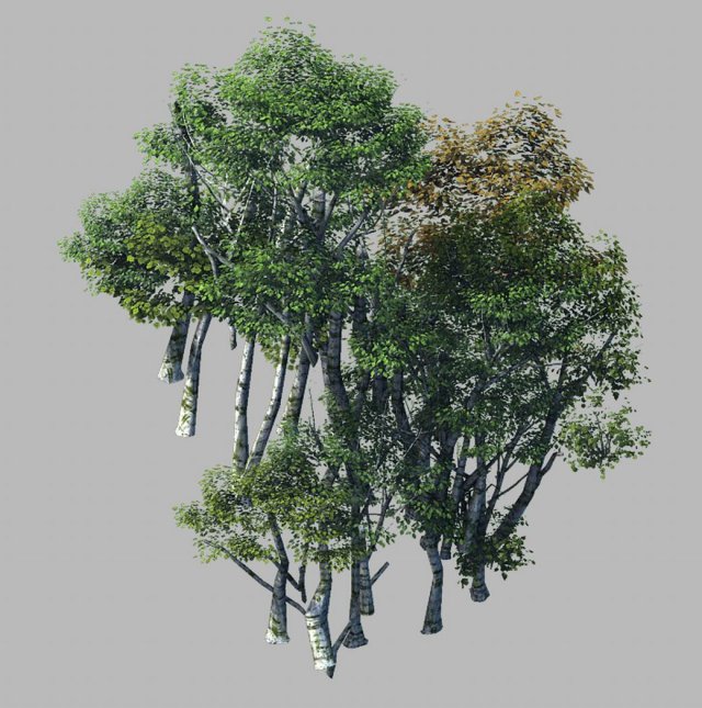Plant Forest – Birch Grove 02 3D Model