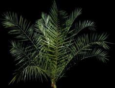 Palm tree Free 3D Model