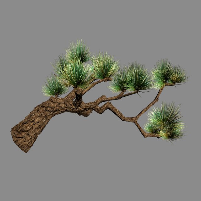 Koike Town – Plants – Pine 03 3D Model