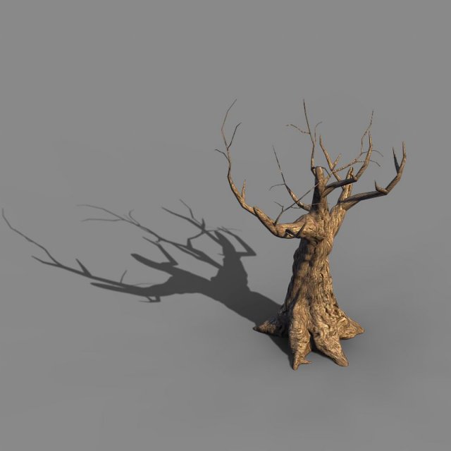 Acacia – trunks 04 3D Model