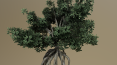 Rooted Tree 3D Model