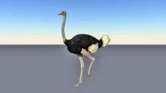 Animated walking ostrich 3D Model