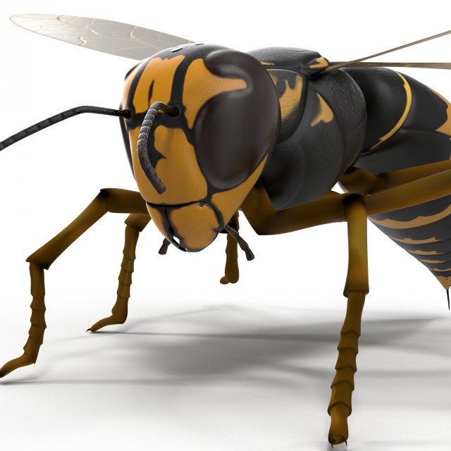 Wasp Vespula 3D Model