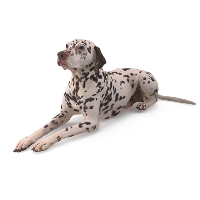 Dalmatian Lying Dog 3D Model