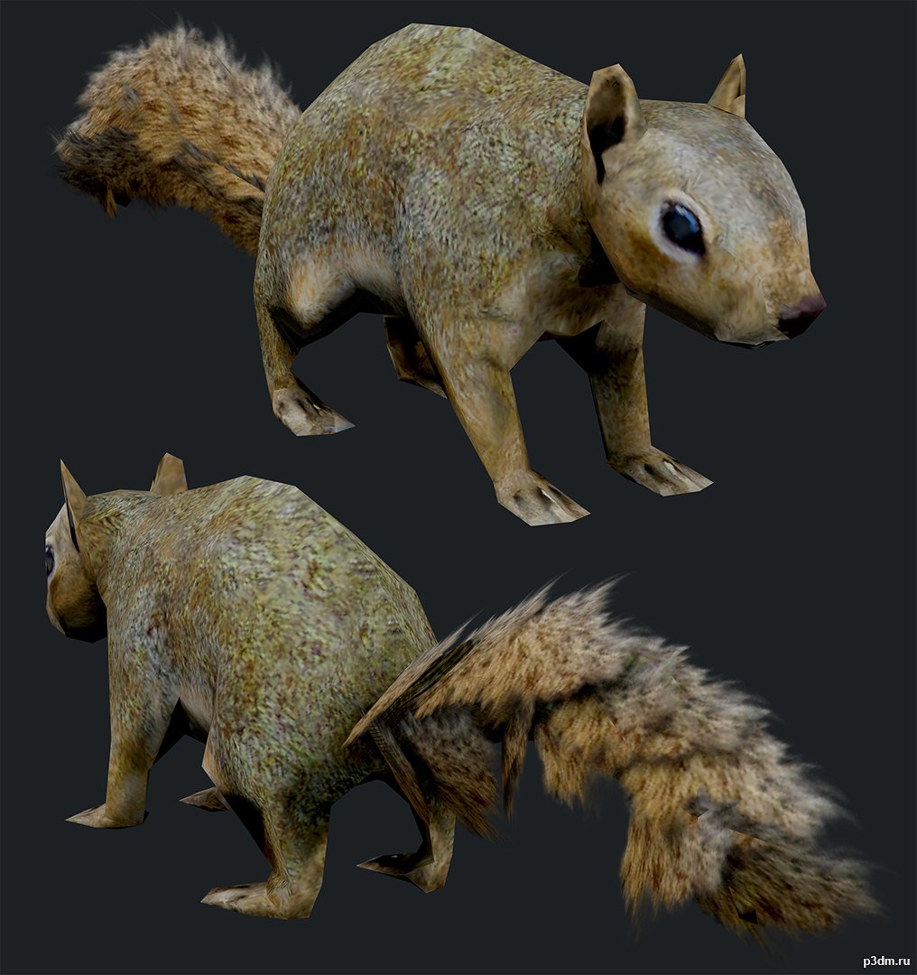 Squirrel 3D Model