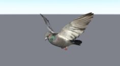 Animated flying pigeon bird 3D Model