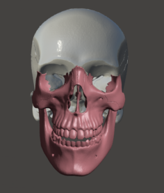 Facial skeleton visocranium 3D Model