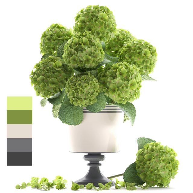 Bouquet of green Hydrangea 3D Model