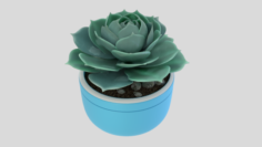 Succulent Plant 3D Model