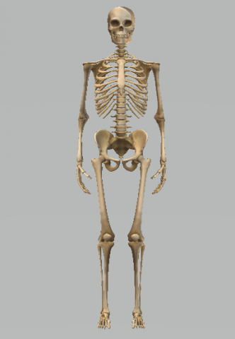 Skeleton 3D Model