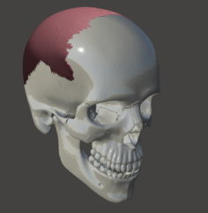 Parietal bones parietale 3D Model