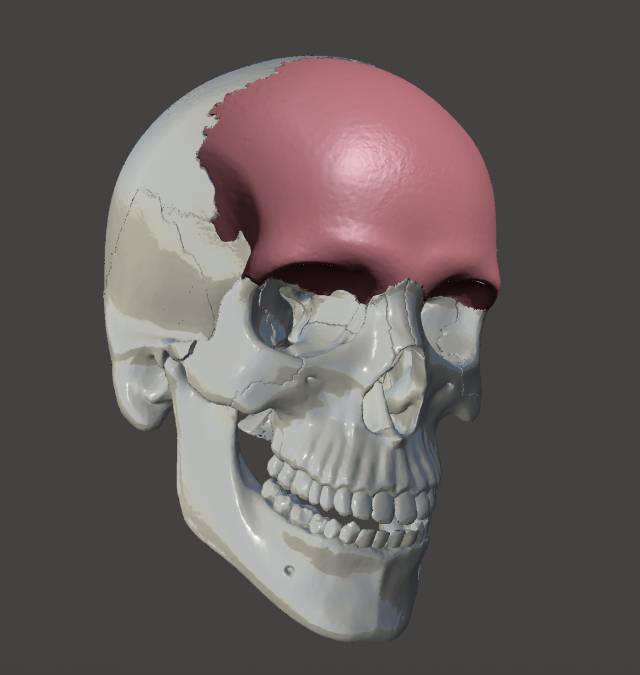 Frontal bone os frontale 3D Model