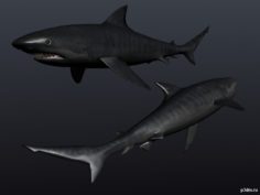 Tigershark 3D Model