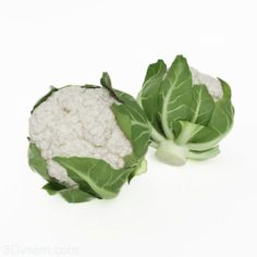 Cauliflower 3D Model