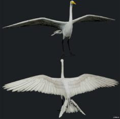 Egret Bird 3D Model