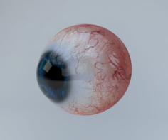 Human eye 3D Model