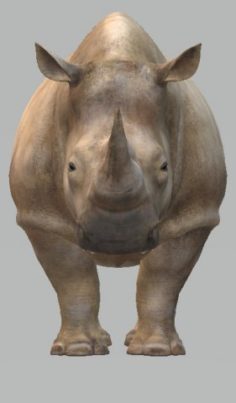 Rhinoceros 3D Model