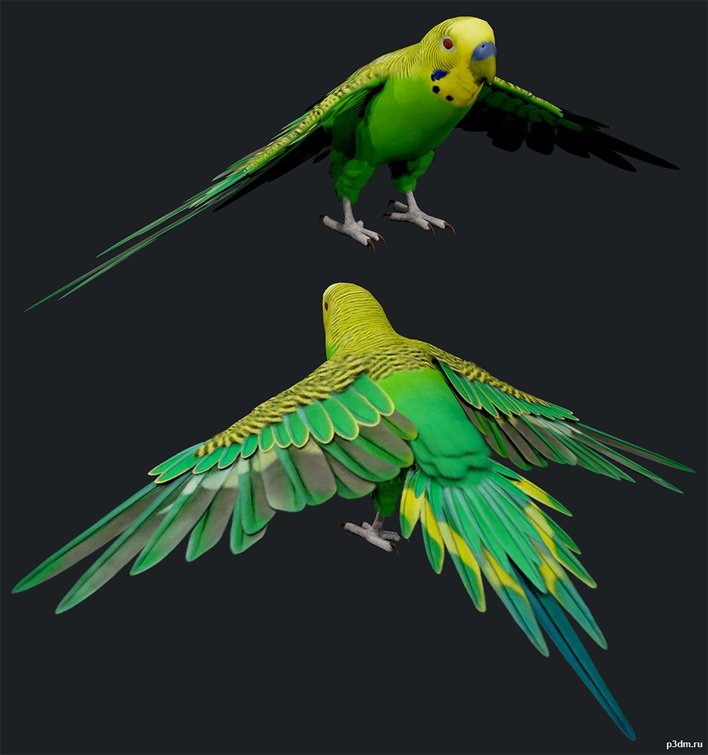 Parakeet Bird 3D Model - 3DHunt.co