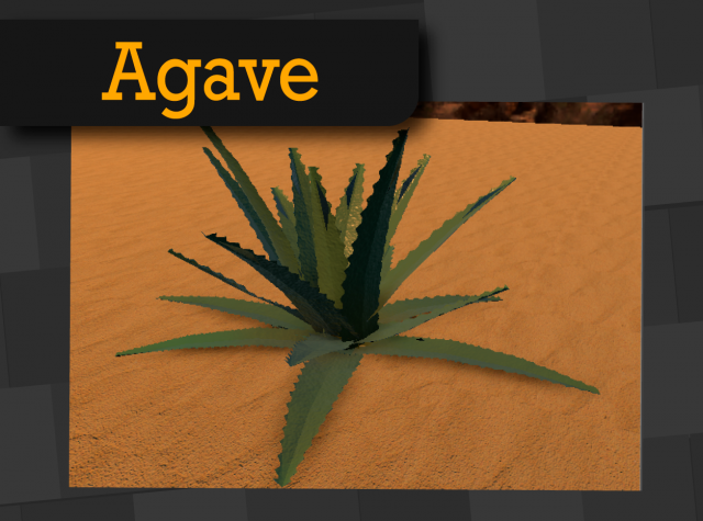 Agave Americana 3D Model