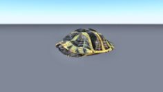 Animated rigged walking turtle 3D Model