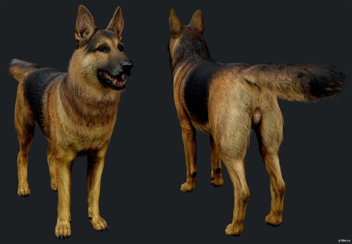 German Shepherd 3D Model