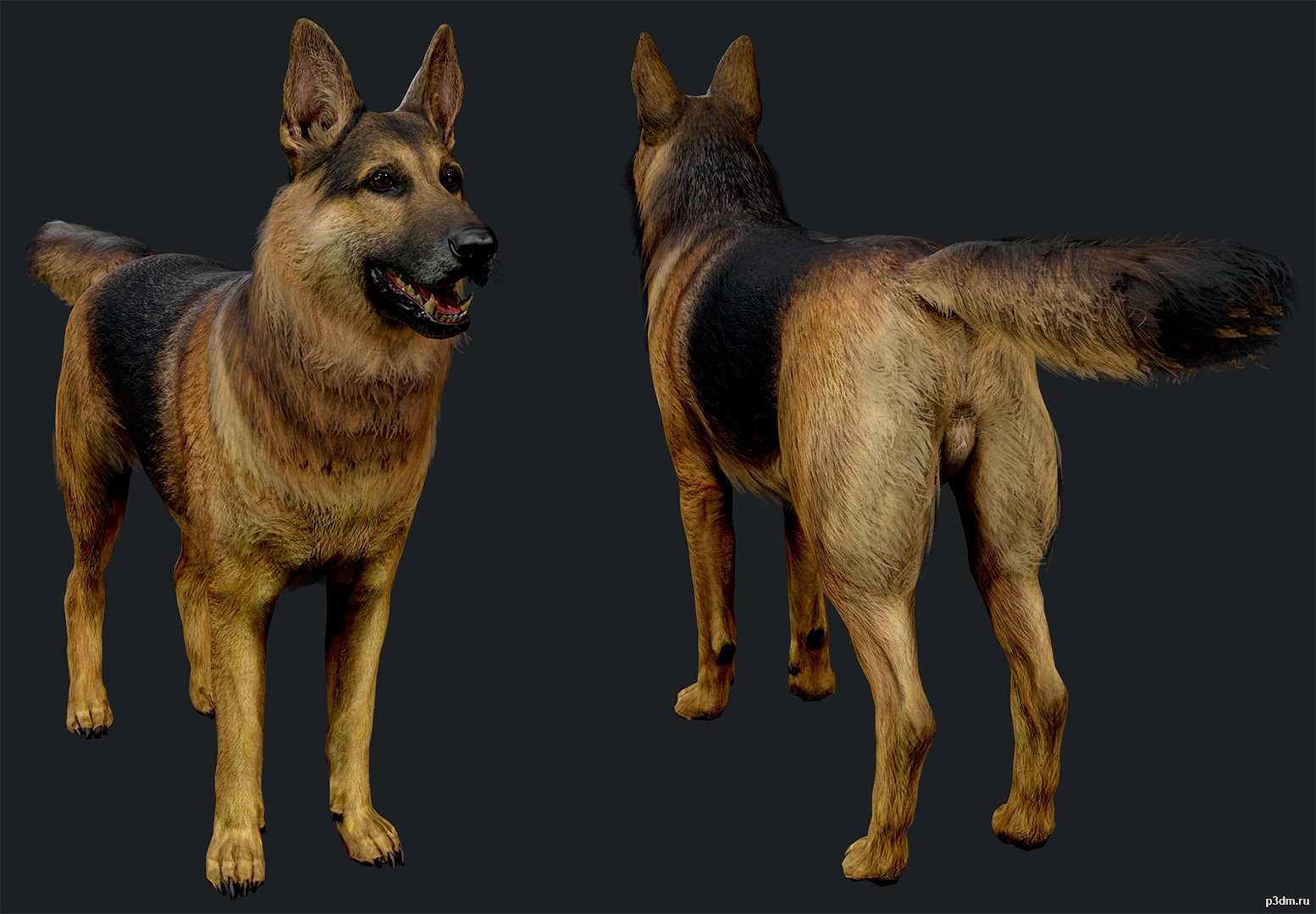 German Shepherd 3D Model - 3DHunt.co