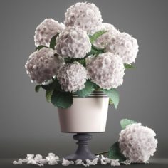 Bouquet of white Hydrangea 3D Model