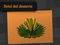 Sotol del desierto 3D Model