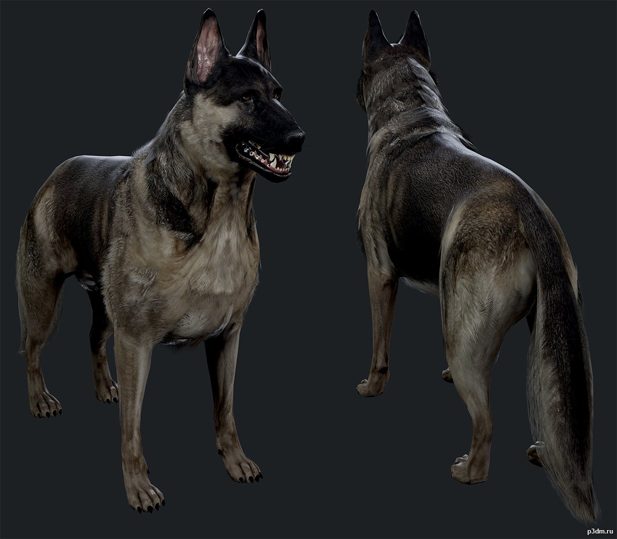 German Shepherd 3D Model