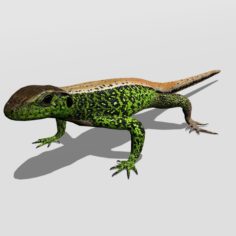 Sand lizard Lacerta agilis 3D Model