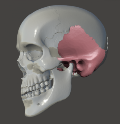 Temporal bone os temporale 3D Model