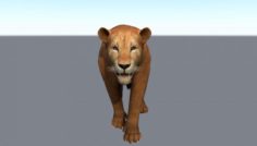 Walking cycle animated low poly model of a female lion 3D Model