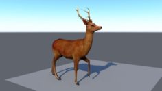 Walking cycle animated low poly model of a deer 3D Model