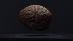 The Brain 3D Model