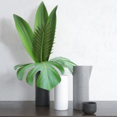 Home Tropical Plants 3D Model