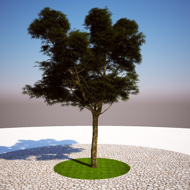 Tree 3D Model