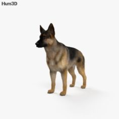 German Shepherd HD 3D Model