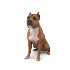 Staffordshire Terrier Dog 3D Model
