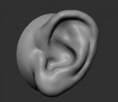 Ear v2 3D Model