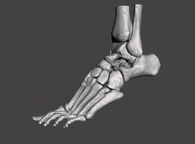 Left Foot – male 3D Model