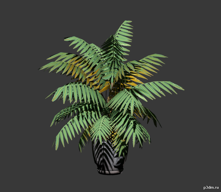 Tree Palm 3D Model
