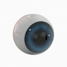 Cartoon Eyeball 3D Model