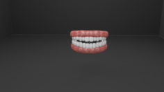 Teeth and Gum 3D Model