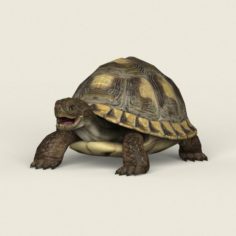 Game Ready Tortoise 3D Model